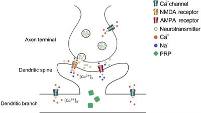 A Simplified Plasticity Model Based on Synaptic Tagging and Capture Theory: Simplified STC